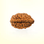 2 Mukhi Rudraksha - Image 2