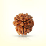 3 Mukhi Rudraksha - Image 2