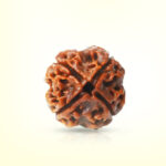 4 Mukhi Rudraksha - Image 2