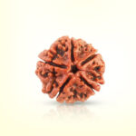 5 Mukhi Rudraksha - Image 2