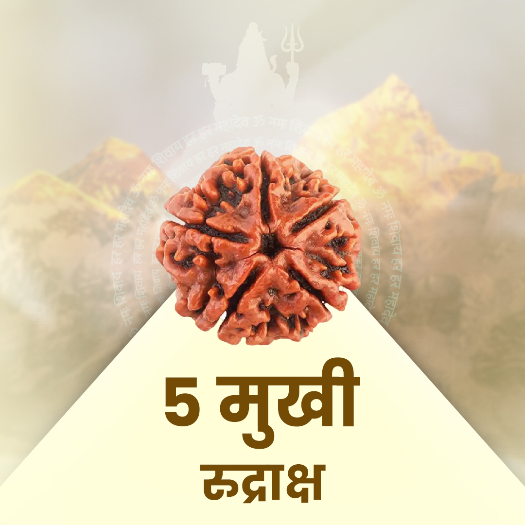 5 mukhi 5 Mukhi Rudraksha - Image 1