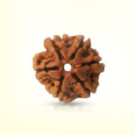 6 Mukhi Rudraksha - Image 2