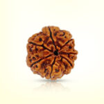 7 Mukhi Rudraksha - Image 2