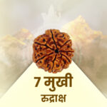 7 Mukhi Rudraksha